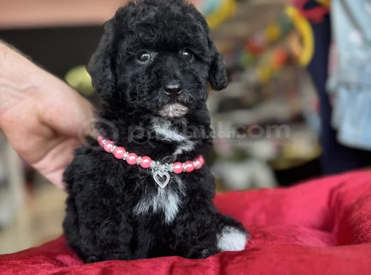 Si̇yah Özel Poodle Yavrumuz Aşili görsel