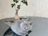 A Kali̇te Bri̇ti̇sh Shorthai̇r Yavrum