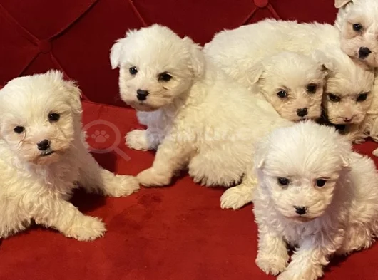 Ev Doğumu Maltese Bebegimiz