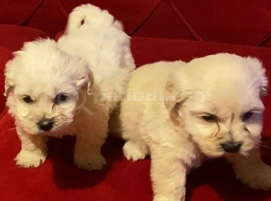 Ev Doğumu Maltipoo Yavrularımız