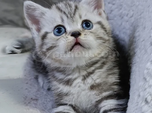 Kar Beyaz Renkli̇ Gözlü Uygun Bebi̇şler görsel