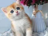 Türünün En Kalitelisi Golden NY11 British Shorthair