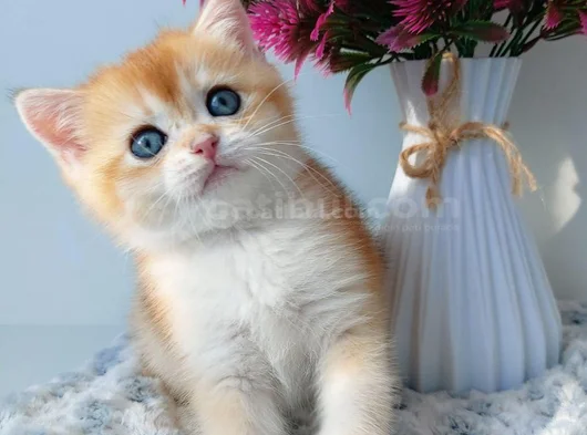 Türünün En Kalitelisi Golden NY11 British Shorthair
