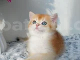 Türünün En Kalitelisi Golden Ny11 British Shorthair