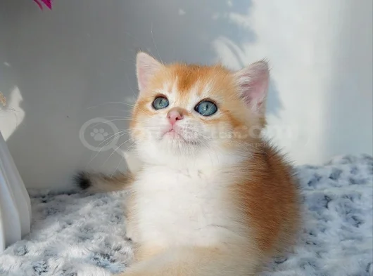 Türünün En Kalitelisi Golden Ny11 British Shorthair görsel