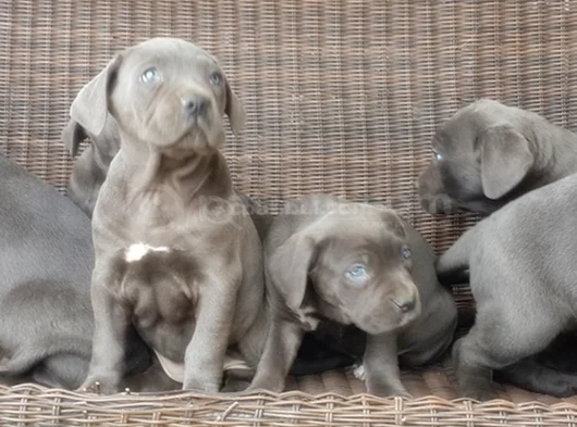 Irkının En Özeli Mükemmel Cane Corso Yavrular görsel