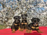 En Kalitelisi Bizde Var Siyah Doberman Yavrular