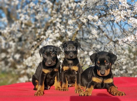 En Kalitelisi Bizde Var Siyah Doberman Yavrular görsel
