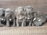 ırkının en özeli mükemmel cane corso yavrular