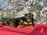 En Kalitelisi Bizde Var Siyah Doberman Yavrular