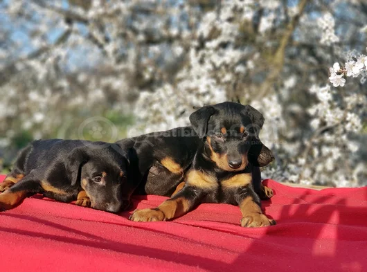 En Kalitelisi Bizde Var Siyah Doberman Yavrular görsel