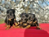 En Kalitelisi Bizde Var Siyah Doberman Yavrular