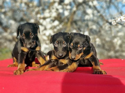 En Kalitelisi Bizde Var Siyah Doberman Yavrular görsel