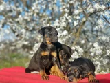 En Kalitelisi Bizde Var Siyah Doberman Yavrular