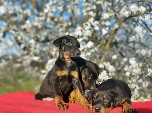En Kalitelisi Bizde Var Siyah Doberman Yavrular görsel