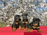en kalitelisi bizde var siyah doberman yavrular
