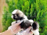 Irk Güzeli̇ En Özel Shi̇htzu Yavrular