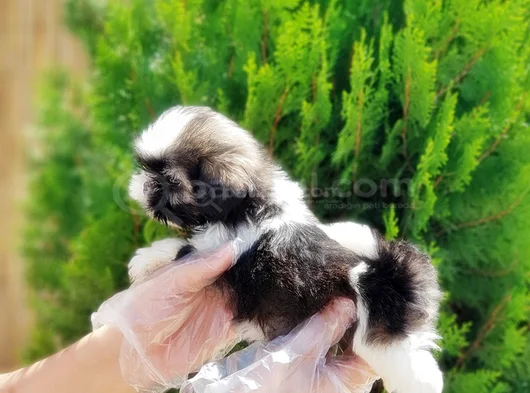 Irk Güzeli̇ En Özel Shi̇htzu Yavrular görsel