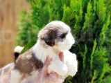 Irk Güzeli̇ En Özel Shi̇htzu Yavrular