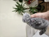Orijinal Schottish
