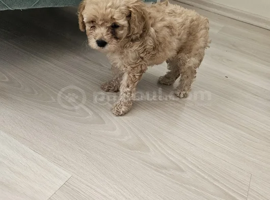 Maltipo Bebeklerimiz görsel