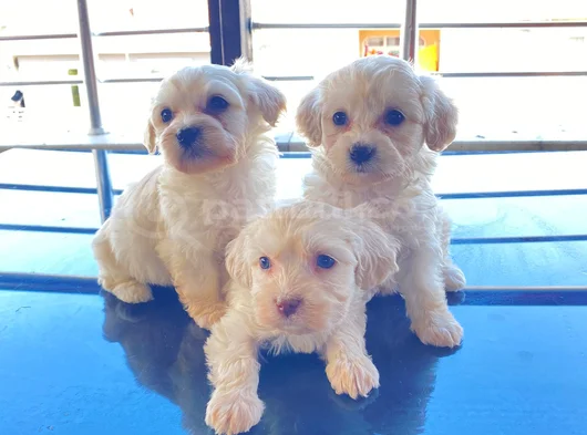 Ev Doğumu Maltese Bebegimiz görsel