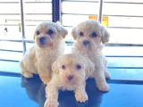 Ev Doğumu Maltese Bebegimiz