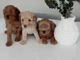 Toy Poodle Kalitesinde Maltipoo Yavrularımız