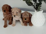 Toy Poodle Kalitesinde Maltipoo Yavrularımız