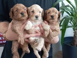 Toy Poodle Kalitesinde Maltipoo Yavrularımız