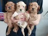 Toy Poodle Kalitesinde Maltipoo Yavrularımız