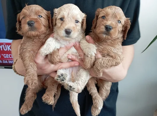Toy Poodle Kalitesinde Maltipoo Yavrularımız görsel