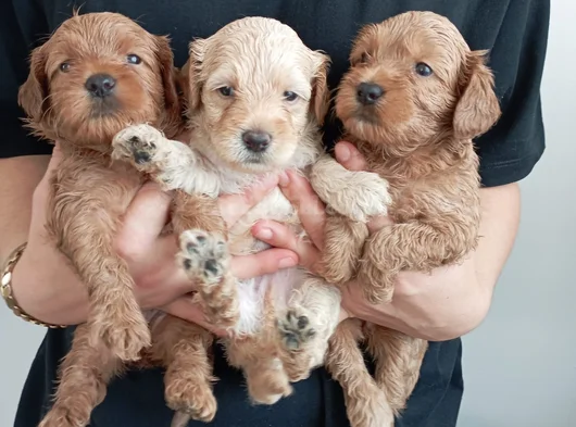 Toy Poodle Kalitesinde Maltipoo Yavrularımız
