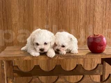 Teacup Maltese Terrier Bebekler