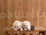 Teacup Maltese Terrier Bebekler