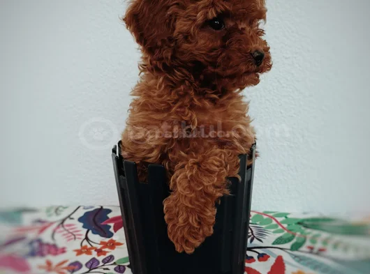 Tatlış Toy Poodle Yavru görsel