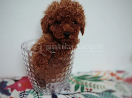 Tatlış Toy Poodle Yavru