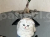 Safkan Ayi Surat Scotti̇sh Fold Si̇lver Yavrum