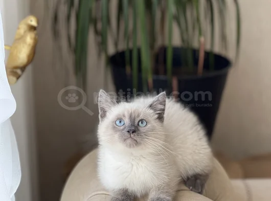 Hari̇ka Göz Rengi̇nde Bri̇ti̇sh Blue Poi̇nt Yavrum