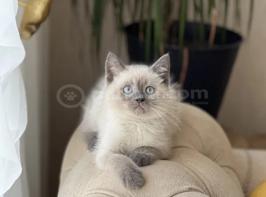 Hari̇ka Göz Rengi̇nde Bri̇ti̇sh Blue Poi̇nt Yavrum görsel