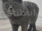 Dobby Ücretsiz Sahiplendirilecektir