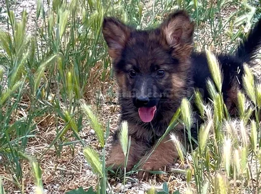 Şecereli Şampiyon Yavruları