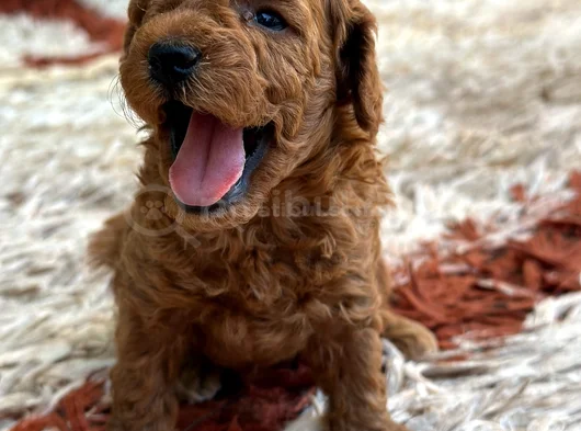 Ki̇lo Ve Irk Garanti̇li̇ Toy Poodle görsel