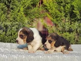 Beagle Yavrular Irkının En Güzelleri