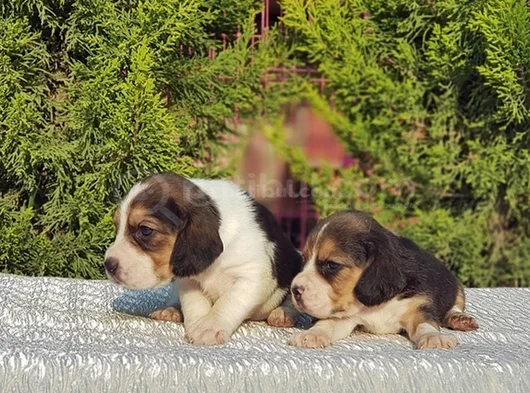 Beagle Yavrular Irkının En Güzelleri görsel
