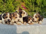Beagle Yavrular Irkının En Güzelleri
