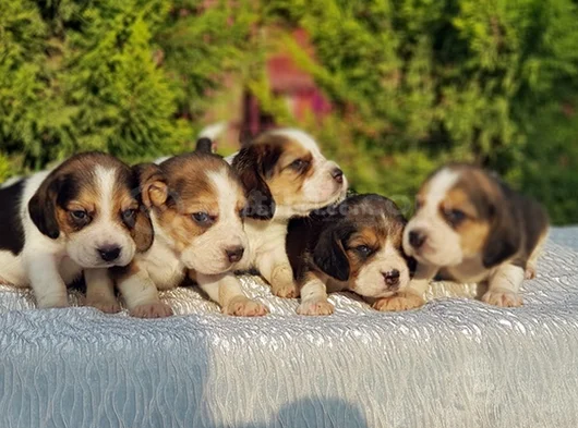 Beagle Yavrular Irkının En Güzelleri görsel