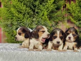beagle yavrular ırkının en güzelleri