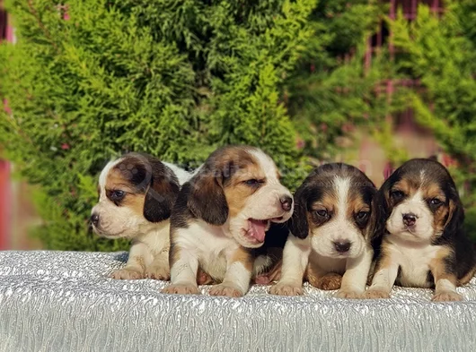 Beagle Yavrular Irkının En Güzelleri