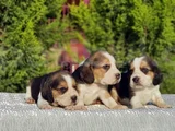 Beagle Yavrular Irkının En Güzelleri